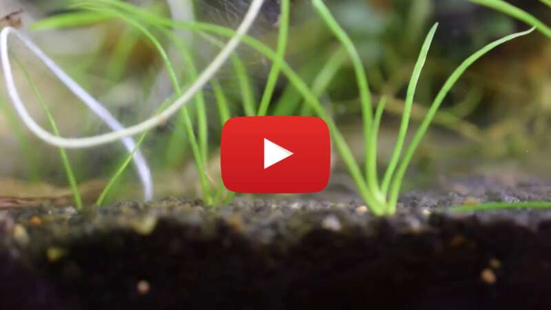 Video AfZsfSClWZ8 abspielen