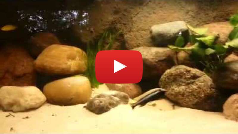 Video AhvK6URQ3nk abspielen