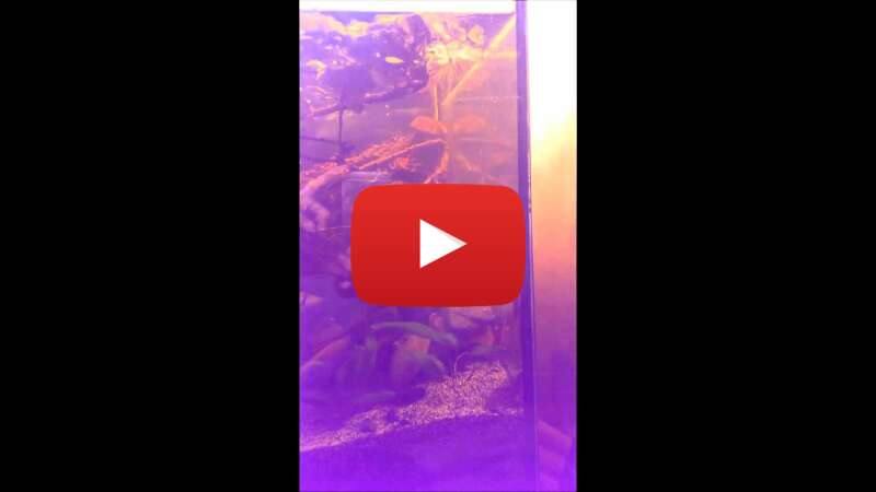 Video Ak42gq093Pw abspielen