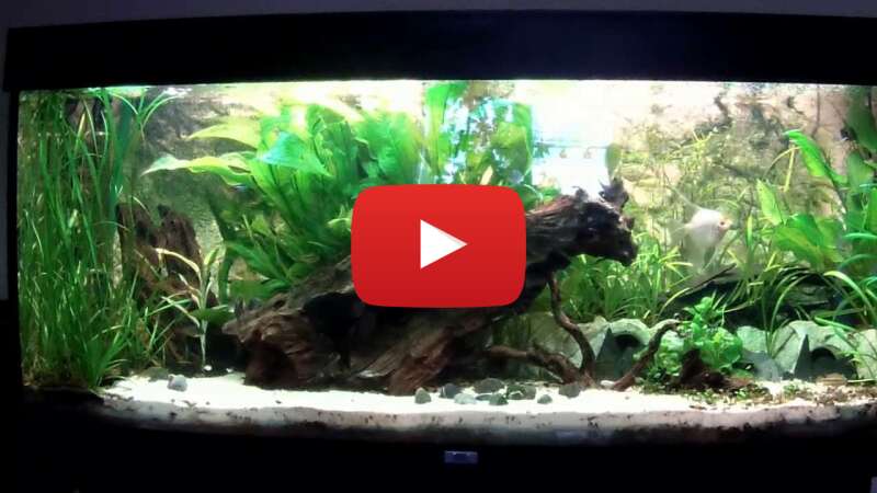 Video ApwwDbBTlT0 abspielen