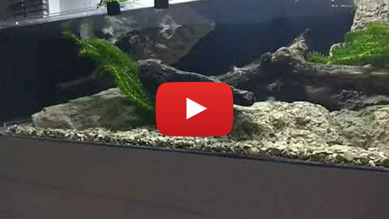 Video AqYL1E9-TQs abspielen