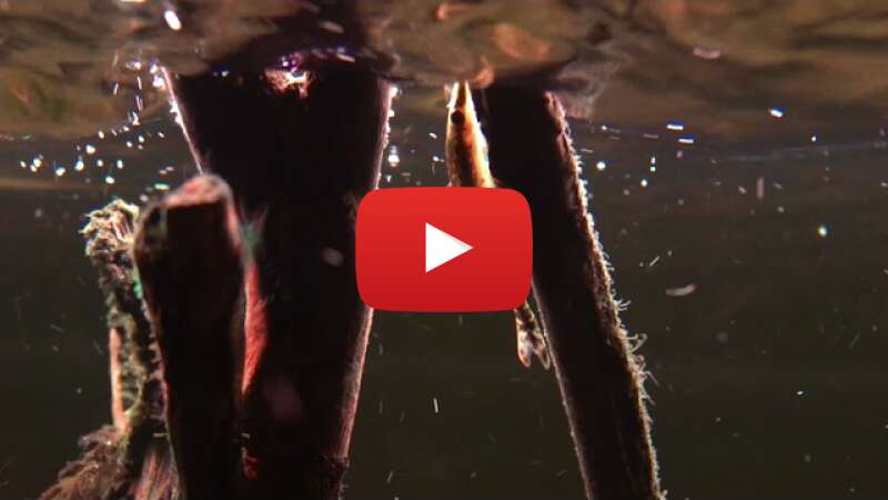 Video AqeBMNN19m8 abspielen