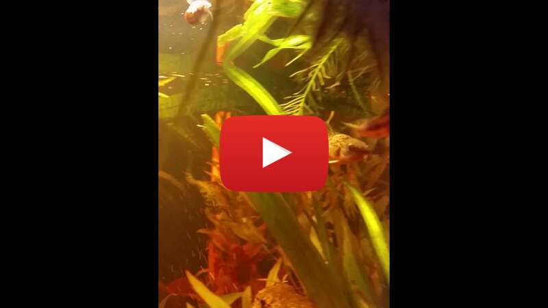 Video Aqhe1QryEx8 abspielen