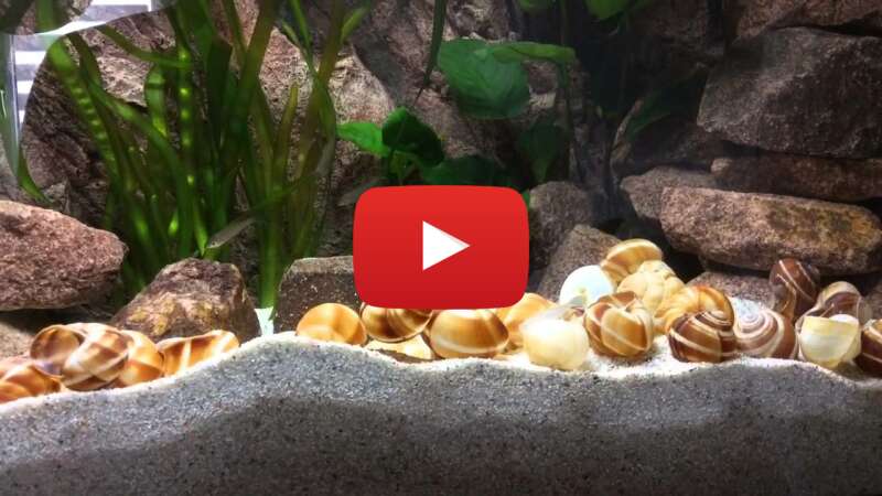 Video AtPVNiU2hoY abspielen