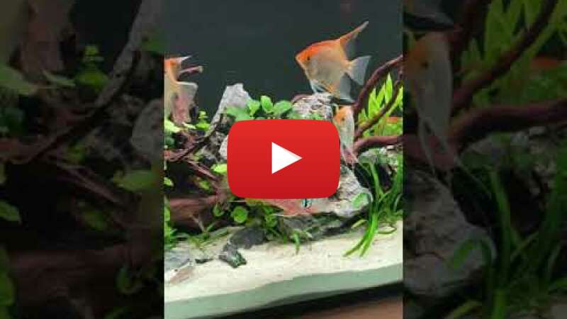 Video Au5nD6pdsh0 abspielen