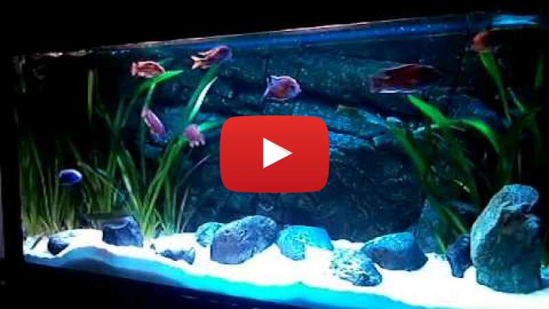 Video AuANlTGBhyk abspielen