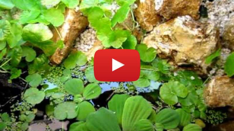 Video Aw2xvN-8d8Y abspielen