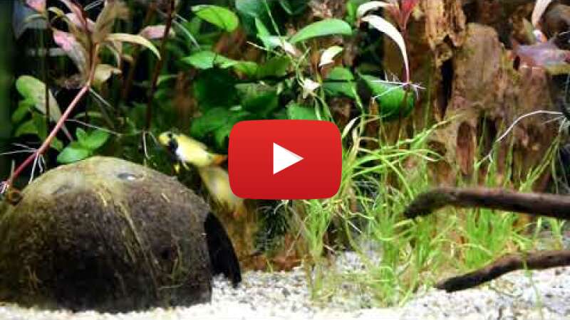 Video AzK2aWh1gds abspielen