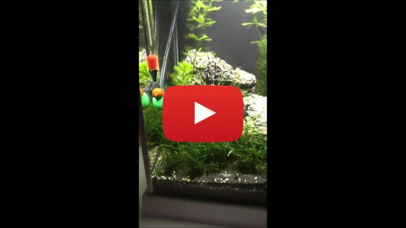 Video B01M1mxm_pA abspielen