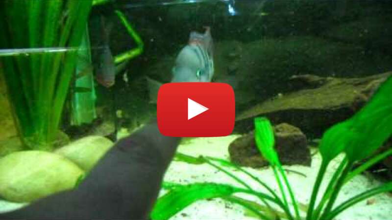 Video B6KSzXPlHqY abspielen