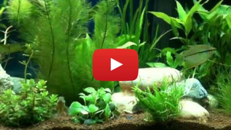 Video B7ETg8B6oRc abspielen