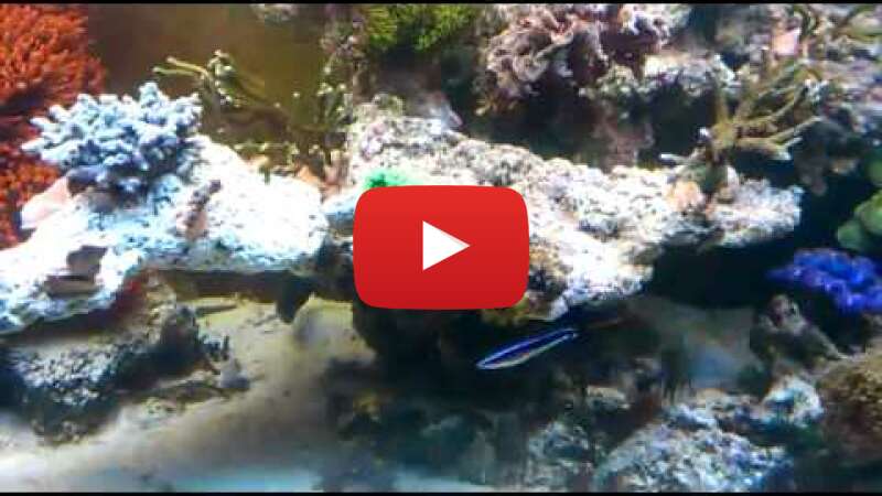 Video B7zDswtU5hk abspielen