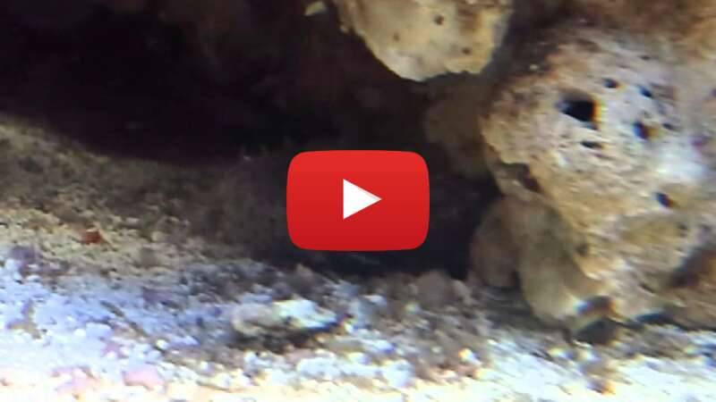 Video BDgf1I4V_8Q abspielen