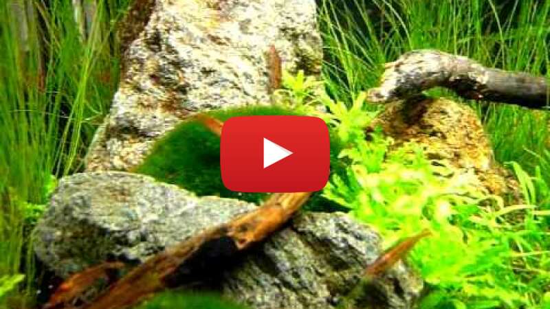 Video BDw9etaUNUw abspielen