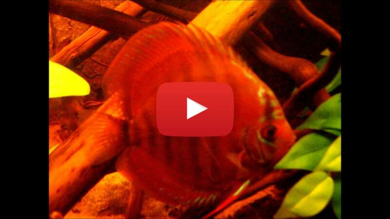 Video BGnCyreANbg abspielen