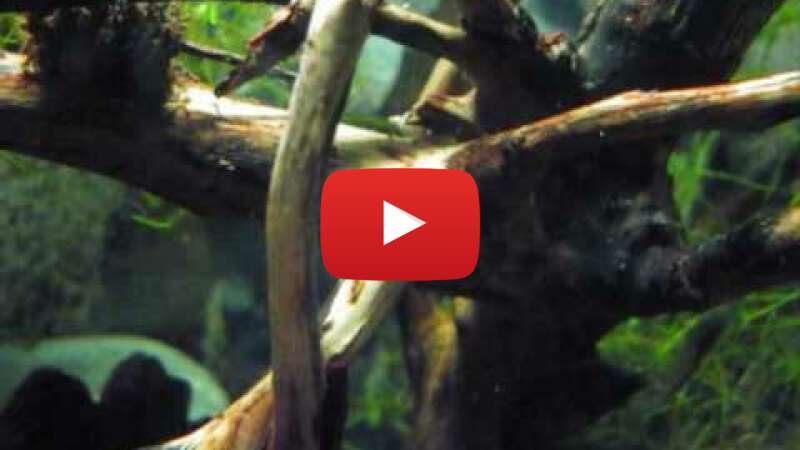 Video BHC0C7k6Jk0 abspielen