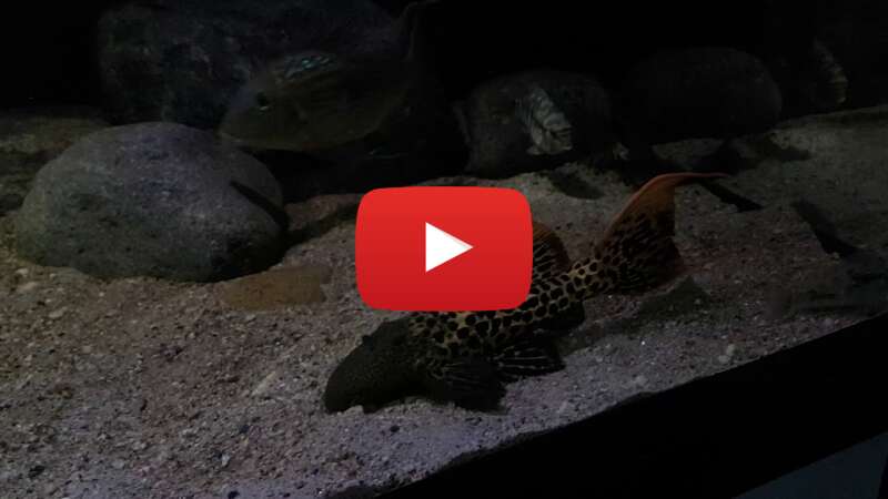 Video BJevDTbOEqw abspielen