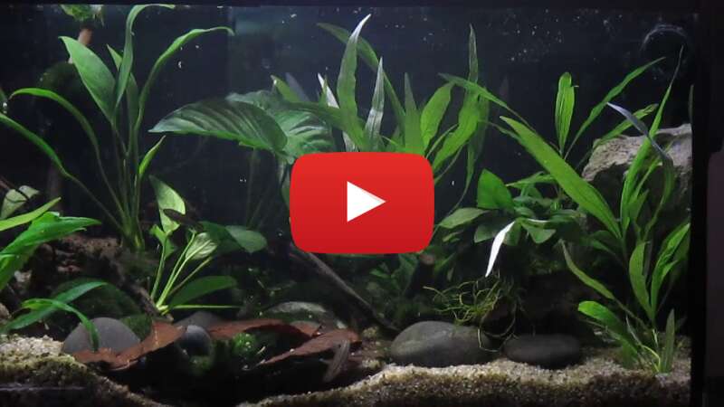 Video BKgP3I49T3E abspielen