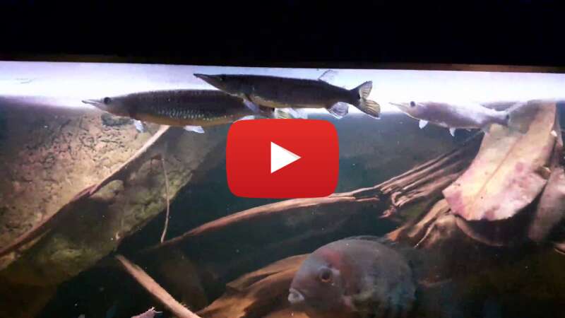 Video BLIoSjgr-pQ abspielen