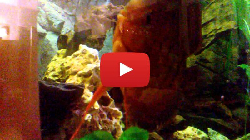 Video BR7-4ha_D6k abspielen