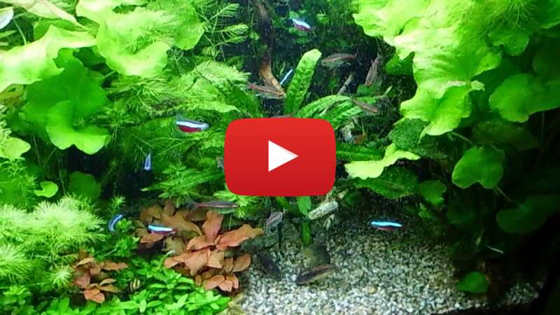 Video BRGCfi2ufI4 abspielen