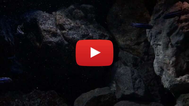 Video BRO0Rx3Jlug abspielen