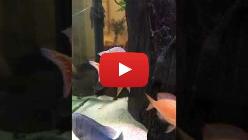 Video BRqhUN_0PRk abspielen