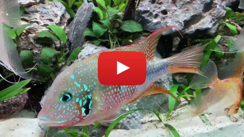 Video BY_ykAR8IH0 abspielen