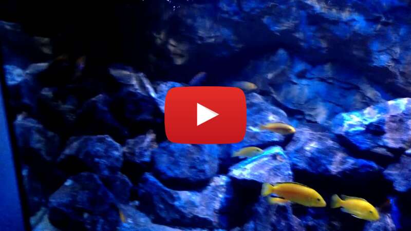 Video BZYiF_-dzQU abspielen