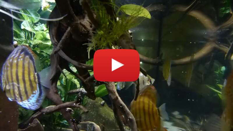 Video BcPDFsnyRdU abspielen