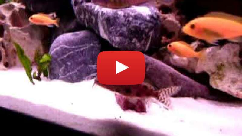 Video Bf3nsAGPGG4 abspielen