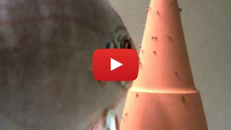 Video BfR4RVCqTEM abspielen