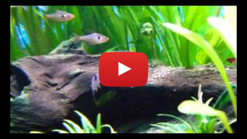 Video BhWn1lVIF68 abspielen