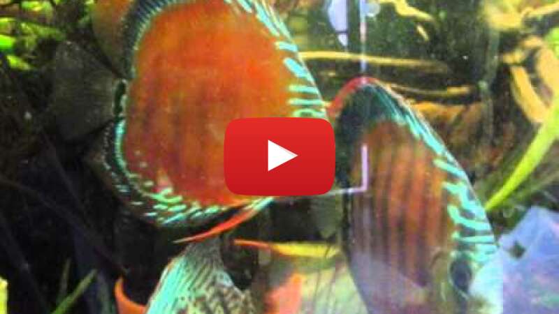 Video BkFB26yux8M abspielen