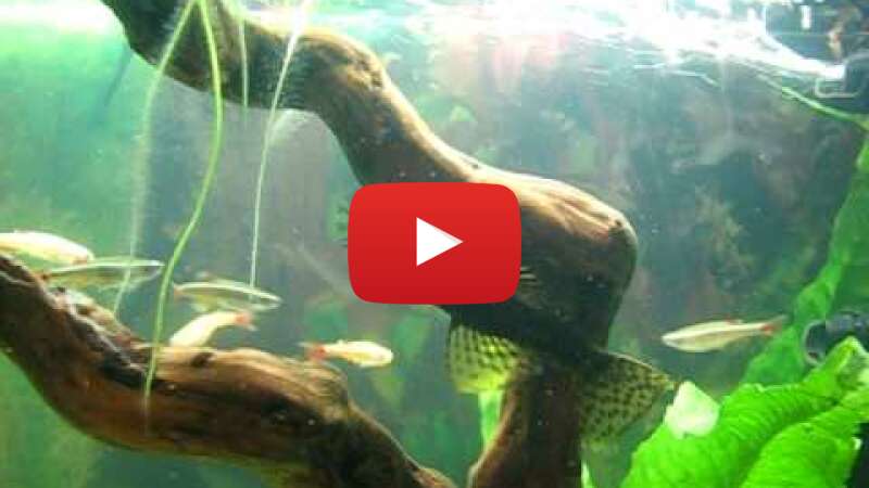 Video BmG1wQPAhLI abspielen