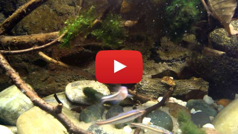 Video BolFV3QqedA abspielen