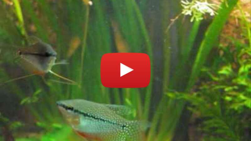 Video BuWCazYB8hM abspielen