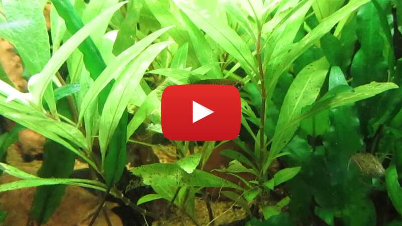 Video BxWSwQZ-3Ps abspielen