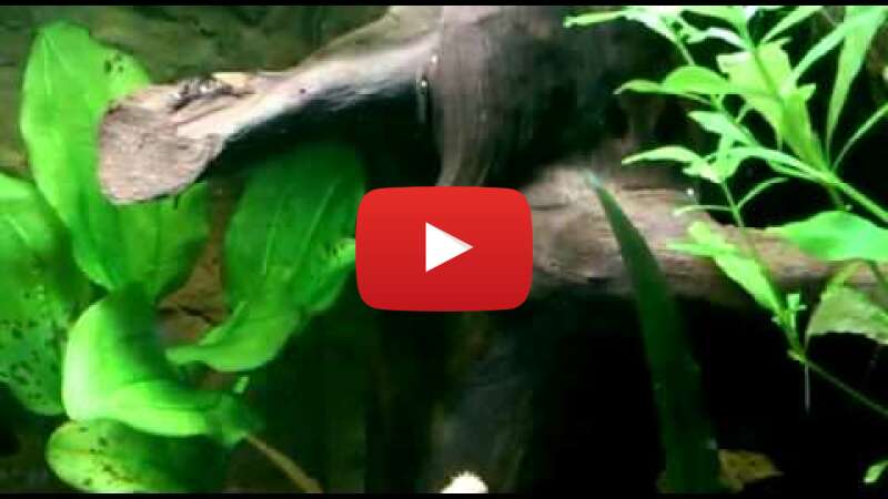 Video BxgLWOo_l28 abspielen