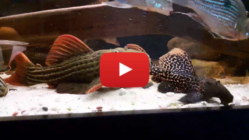 Video By42ACKwk2U abspielen