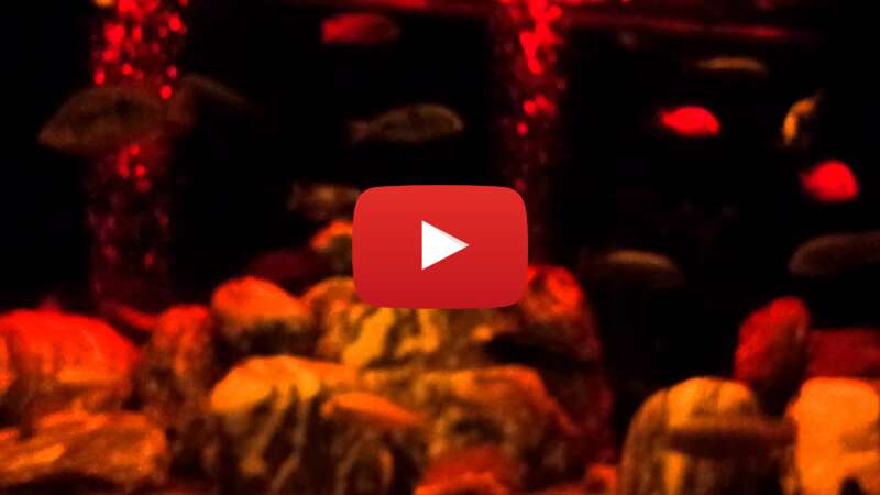 Video ByULSPHGQZI abspielen