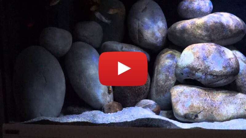 Video C0f8Od8TwqU abspielen