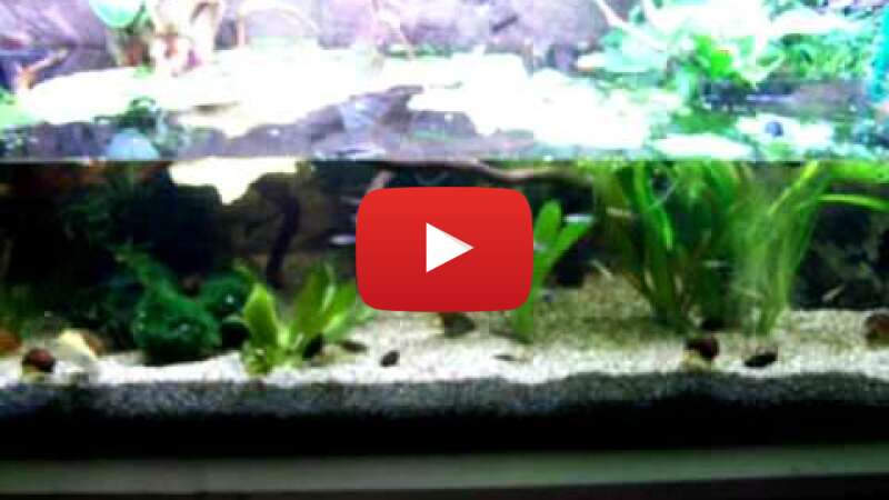 Video C23d42f6YLI abspielen