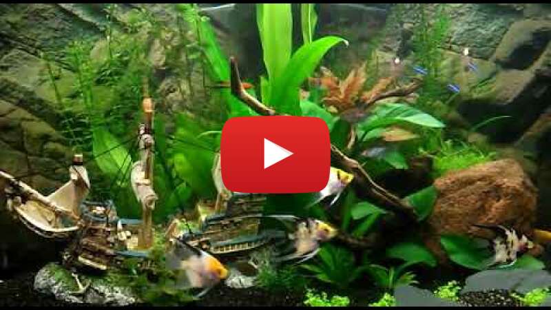 Video C2J6eWUjx5Q abspielen