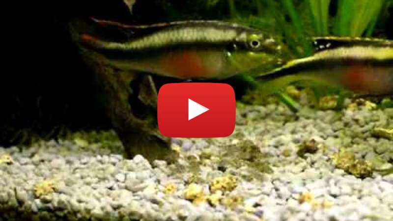 Video C3neoPT3dis abspielen