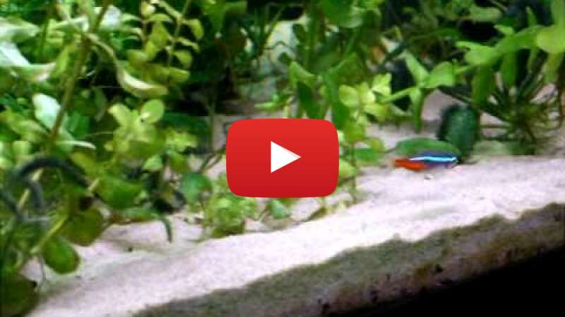 Video C4B3GVSQJ54 abspielen