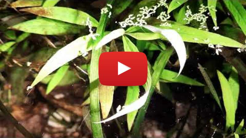 Video C8jeuevzt-s abspielen