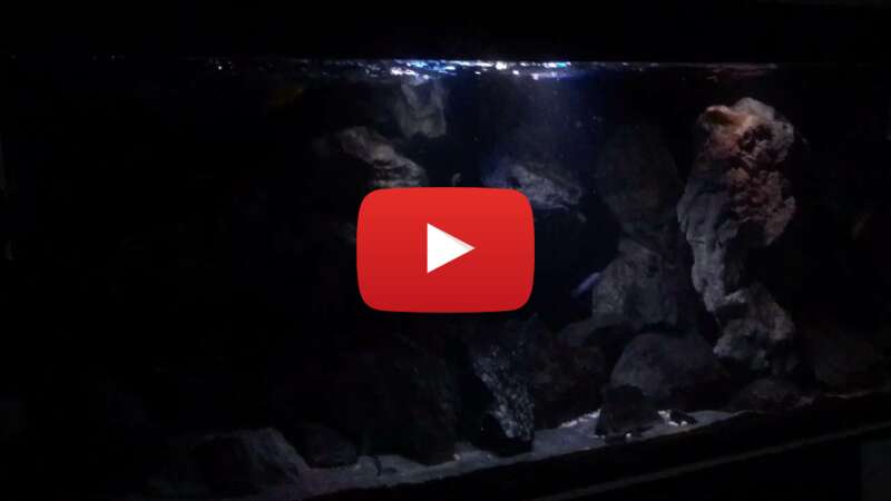 Video C95GCMffdus abspielen