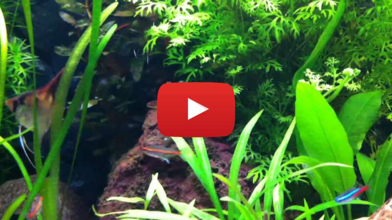 Video CB_c0J-2x2Q abspielen