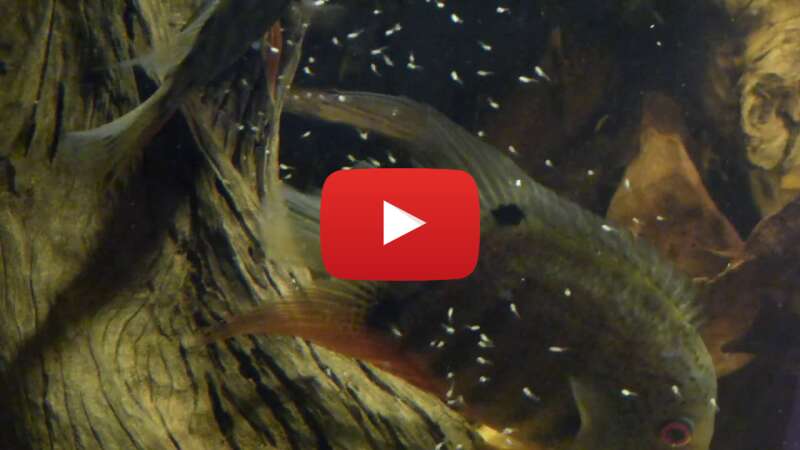 Video CCokEtGr4vk abspielen